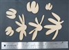 Daisy Wildflowers Chipboard Cutouts by Jennifer Evans