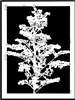 Branching Blossoms Silhouette Stencil