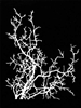 Delicate Bare Branch and Twigs Stencil by Trish McKinney