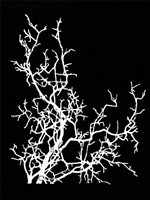 Delicate Bare Branch and Twigs Stencil by Trish McKinney