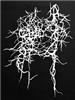 Dripping Spanish Moss