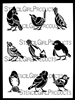Backyard Birds