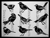 ATC Mixup Backyard Birds