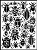 Scarab Beetles Stencil by Margaret Peot